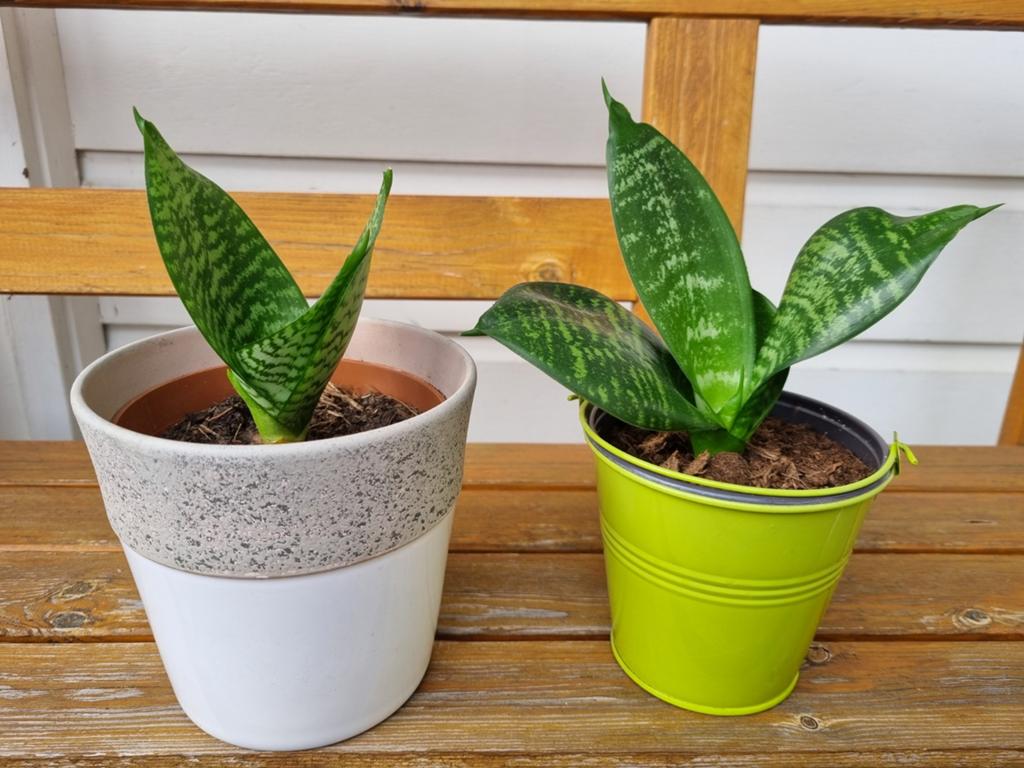 Sanseveria, vrouwentongen, kamerplant in pot €4,- per plant, Huis en Inrichting, Kamerplanten, Ophalen, Overige soorten, Halfschaduw