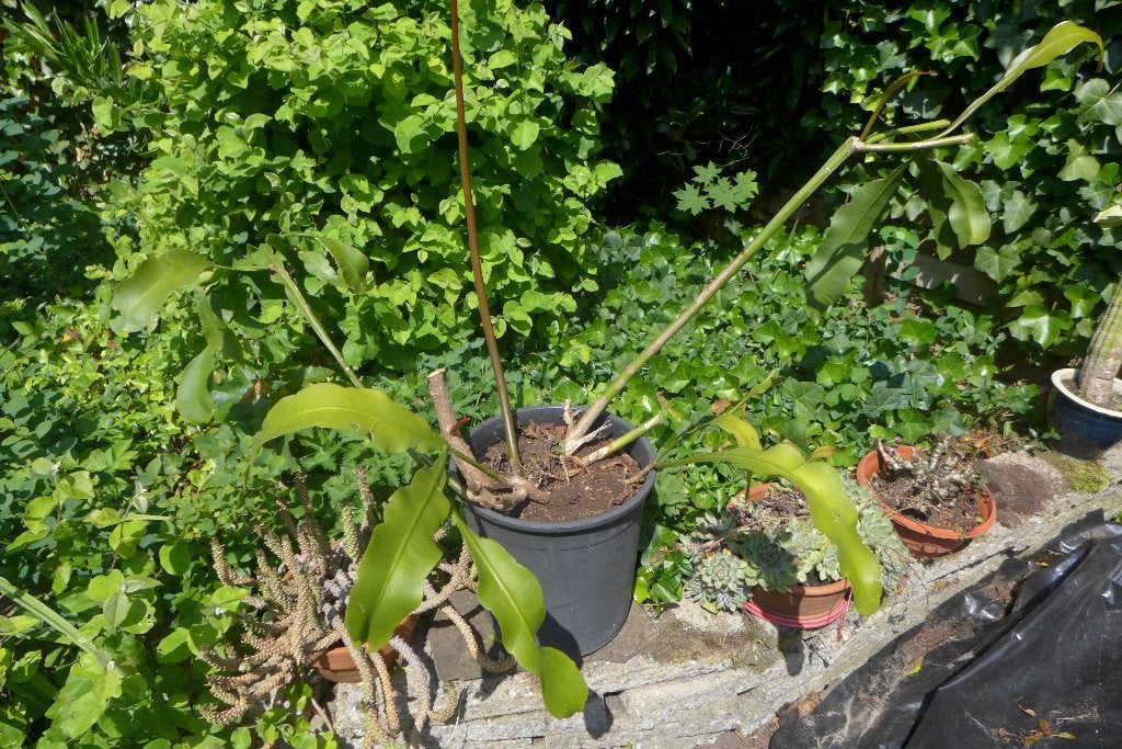 epiphyllum (bladcactus) wit, heel groot, Ophalen, Halfschaduw, Minder dan 100 cm, Bloeiende kamerplant