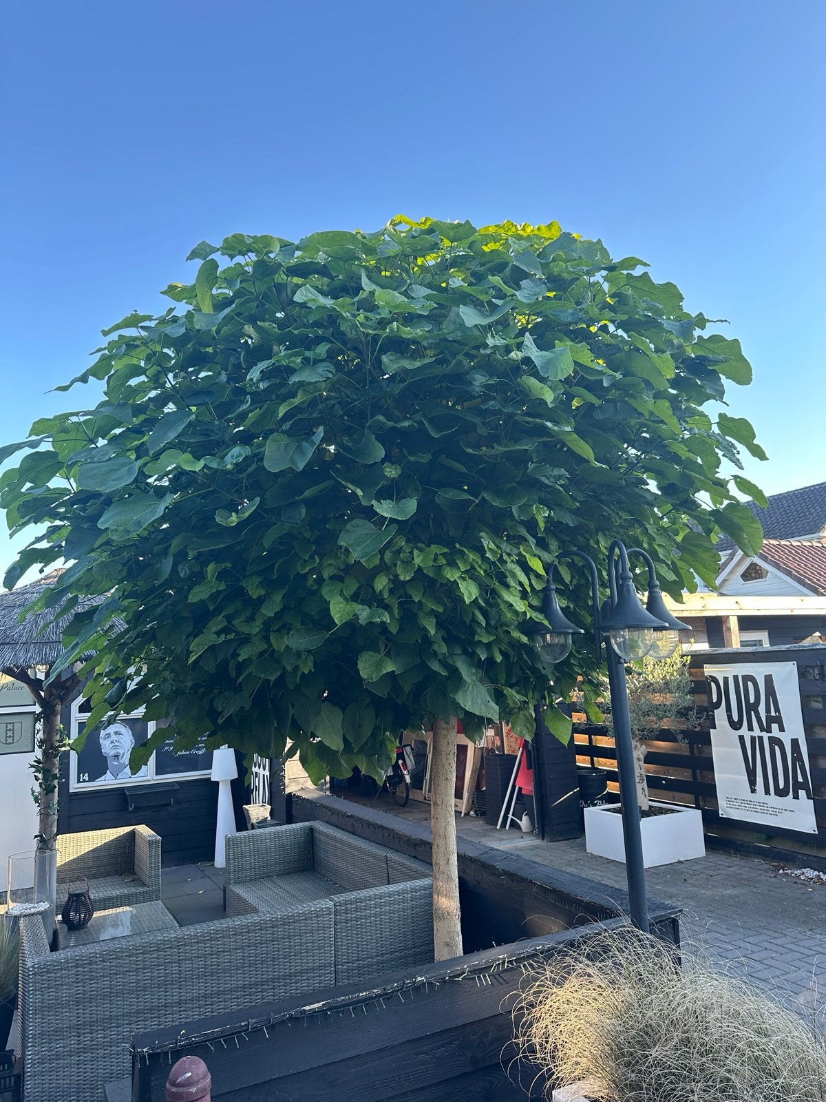 Bol Catalpa - Sierlijke boom voor uw tuin, Ophalen of Verzenden, 250 tot 400 cm, Zomer, Volle zon