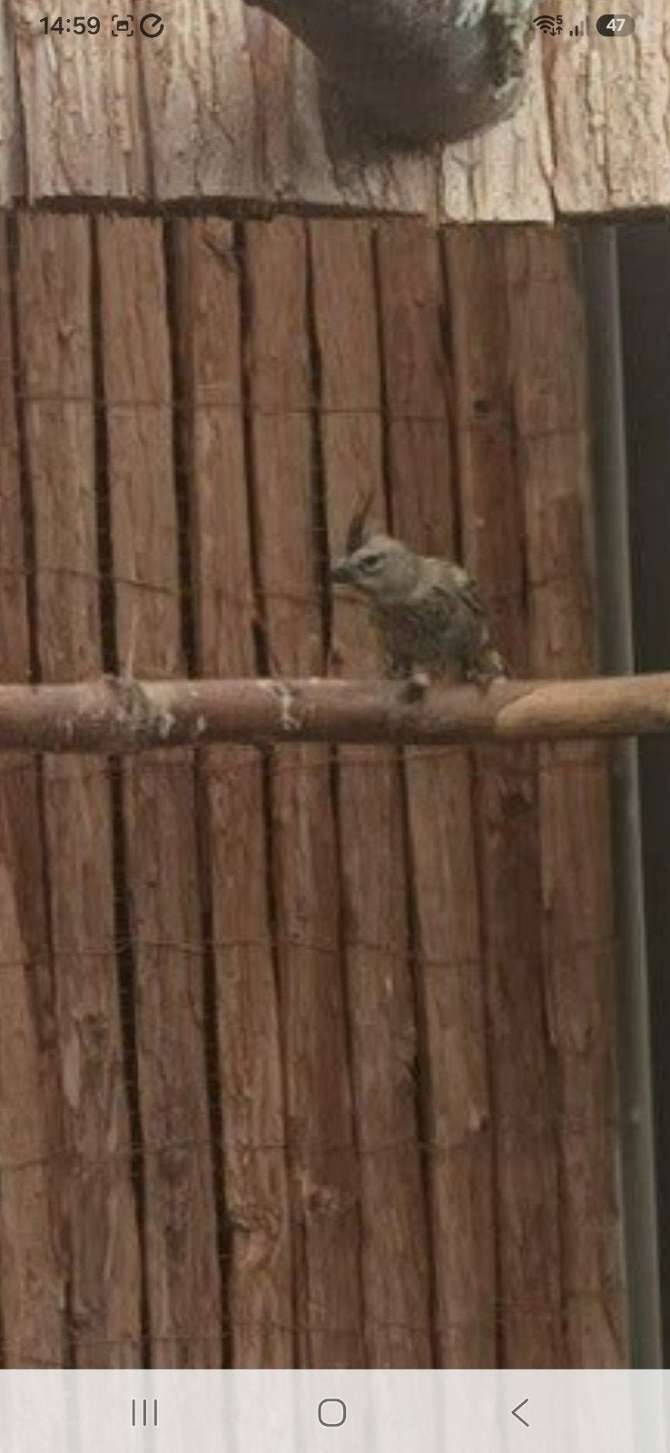 groene kardinalen, Meerdere dieren, Geringd