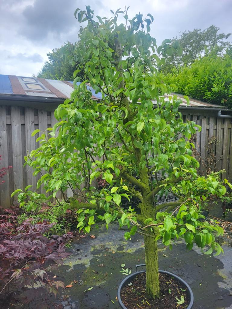 Mooie oude peren / appelbomen, Tuin en Terras, Planten | Bomen, Ophalen of Verzenden, 100 tot 250 cm, Zomer, Palmboom