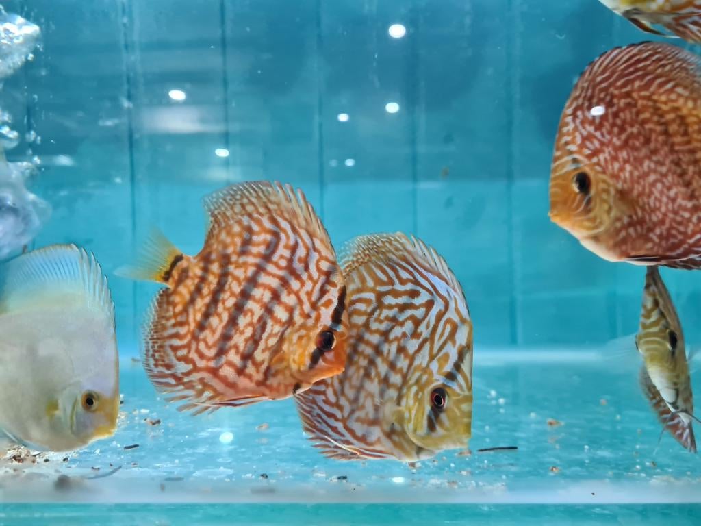 Blue Maze Turquoise Discus, Symphysodon Discus, Dieren en Toebehoren, Vis, Zoetwatervis