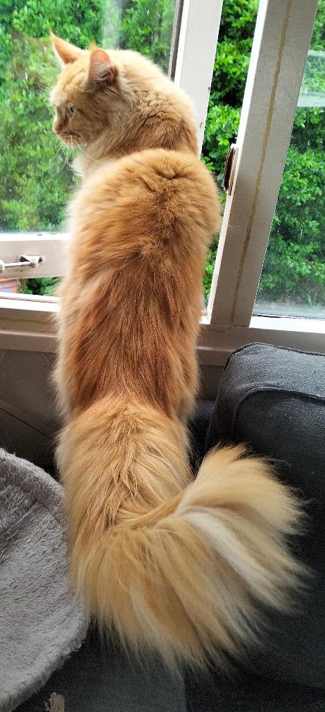 Maine coon kater, Dieren en Toebehoren, Katten en Kittens | Raskatten | Langhaar, Kater, 0 tot 2 jaar, Gechipt, Ontwormd, Ingeënt