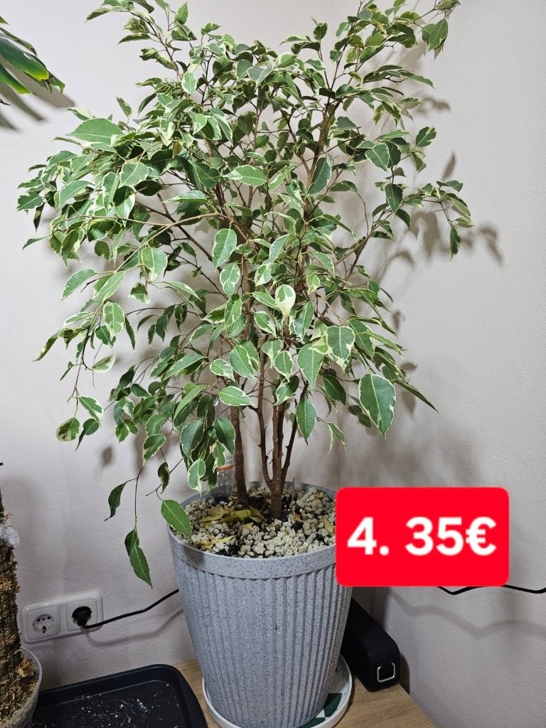 te koop Monstera, Ficus, Strelitzia, Dracaena en Zamioculcas, Huis en Inrichting, Kamerplanten, Overige soorten, 100 tot 150 cm