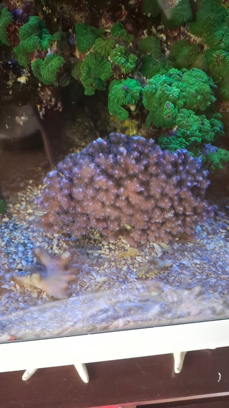 Koraal, Dieren en Toebehoren, Overige typen