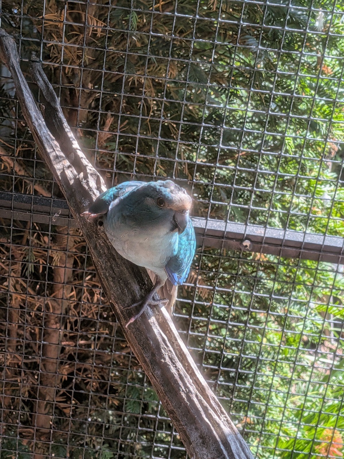 kakariki, Dieren en Toebehoren, Vogels | Parkieten en Papegaaien, Meerdere dieren, Parkiet