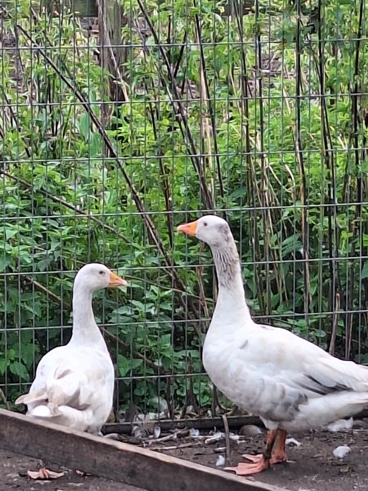 2 ganzen, Meerdere dieren, Gans of Zwaan