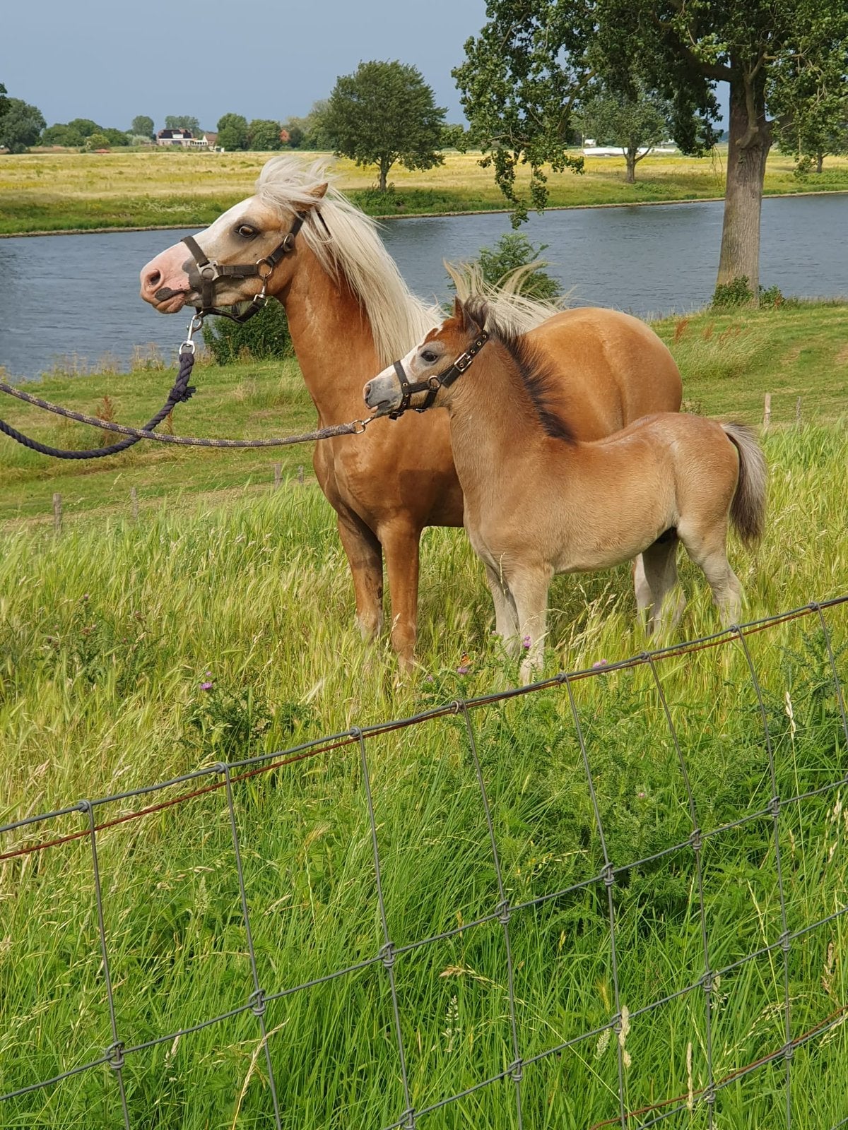 4 jarige getuigde welch pony kleur palomino met veulen, Dieren en Toebehoren, Merrie, Niet van toepassing, Gechipt, 3 tot 6 jaar