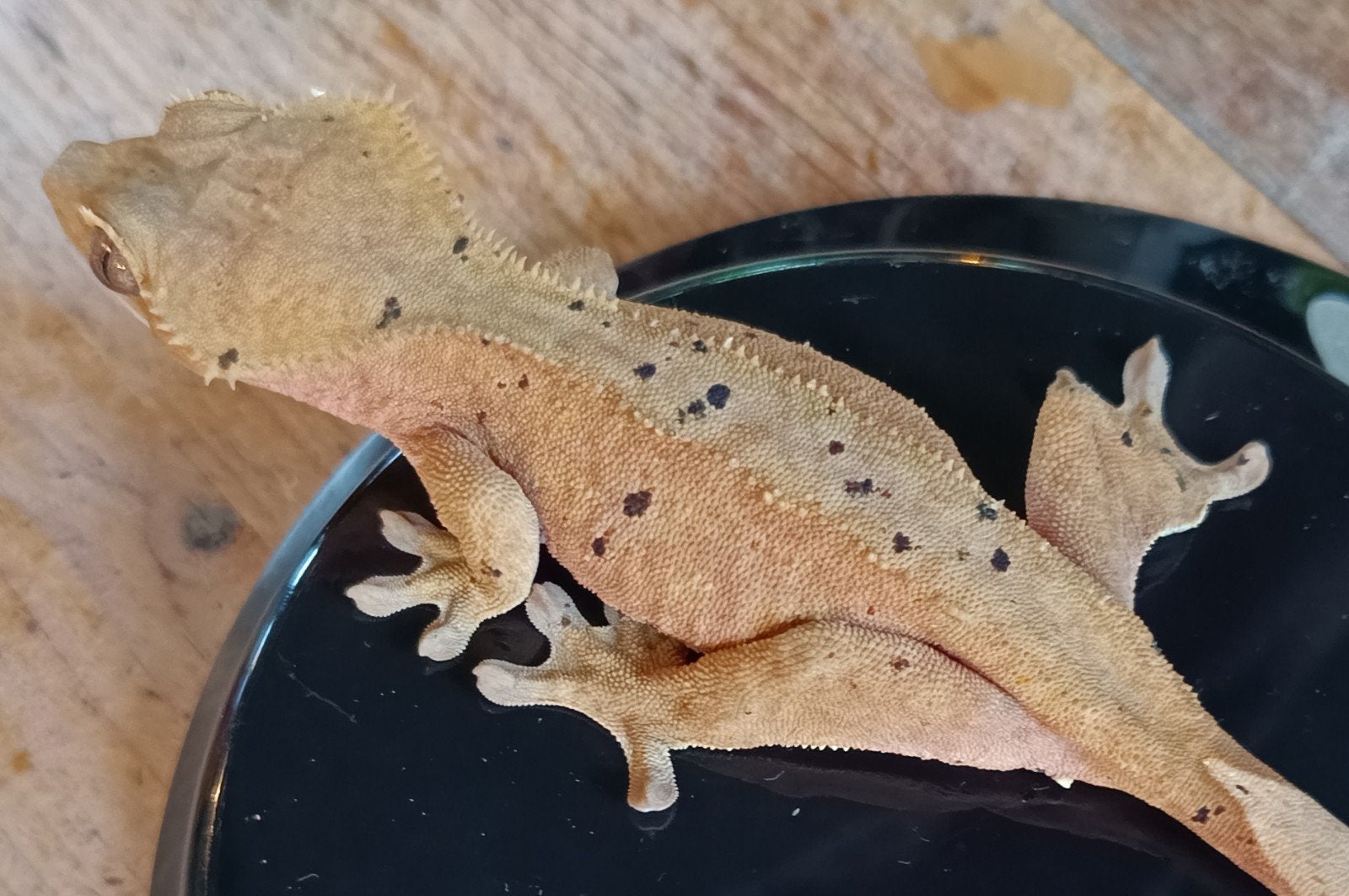 Wimpergekko vrouw dalmatian, Dieren en Toebehoren, Hagedis, 0 tot 2 jaar