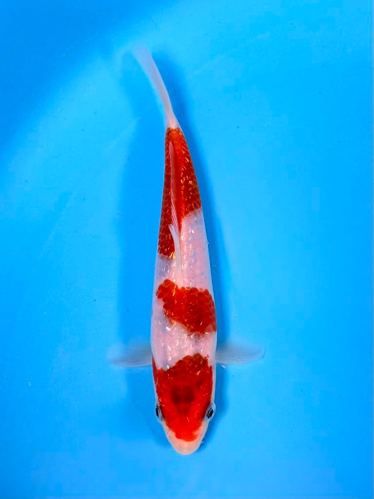Japanse Koi – Marushi | Ginrin Ai Goromo | Incl Certificaat, Karper of Koi