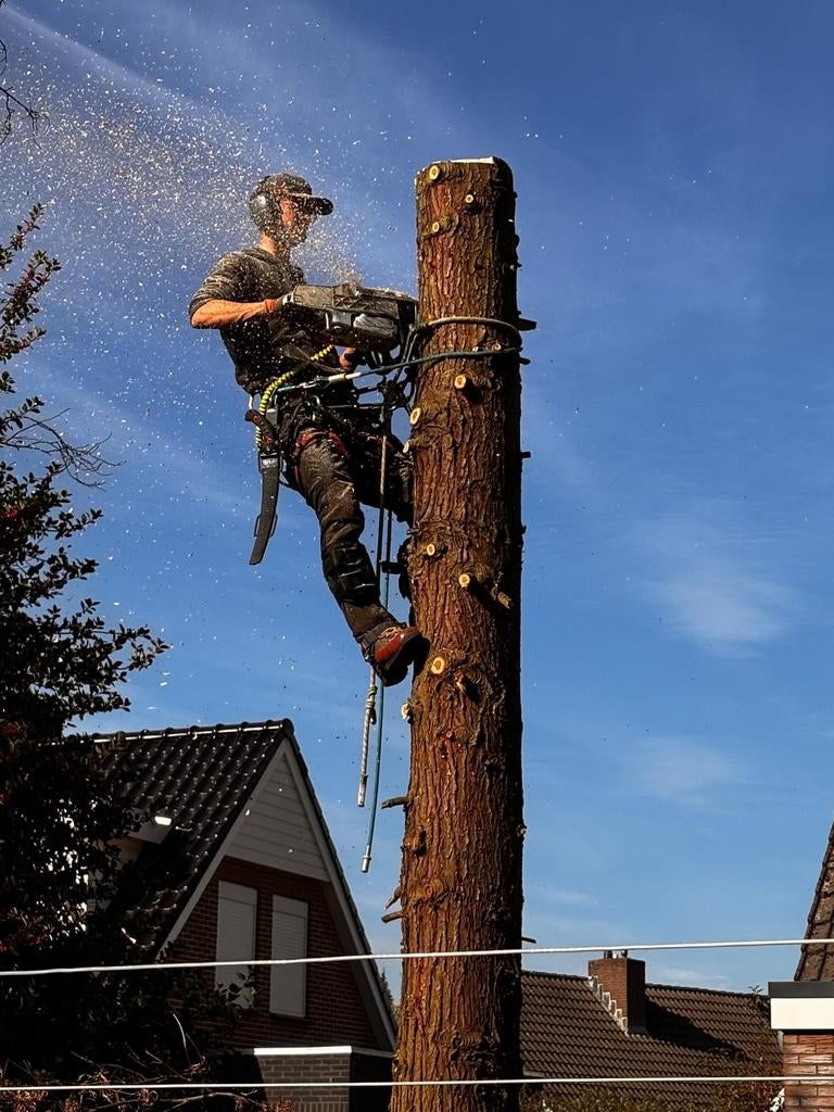 Boomverzorging, bomen snoeien en verwijderen