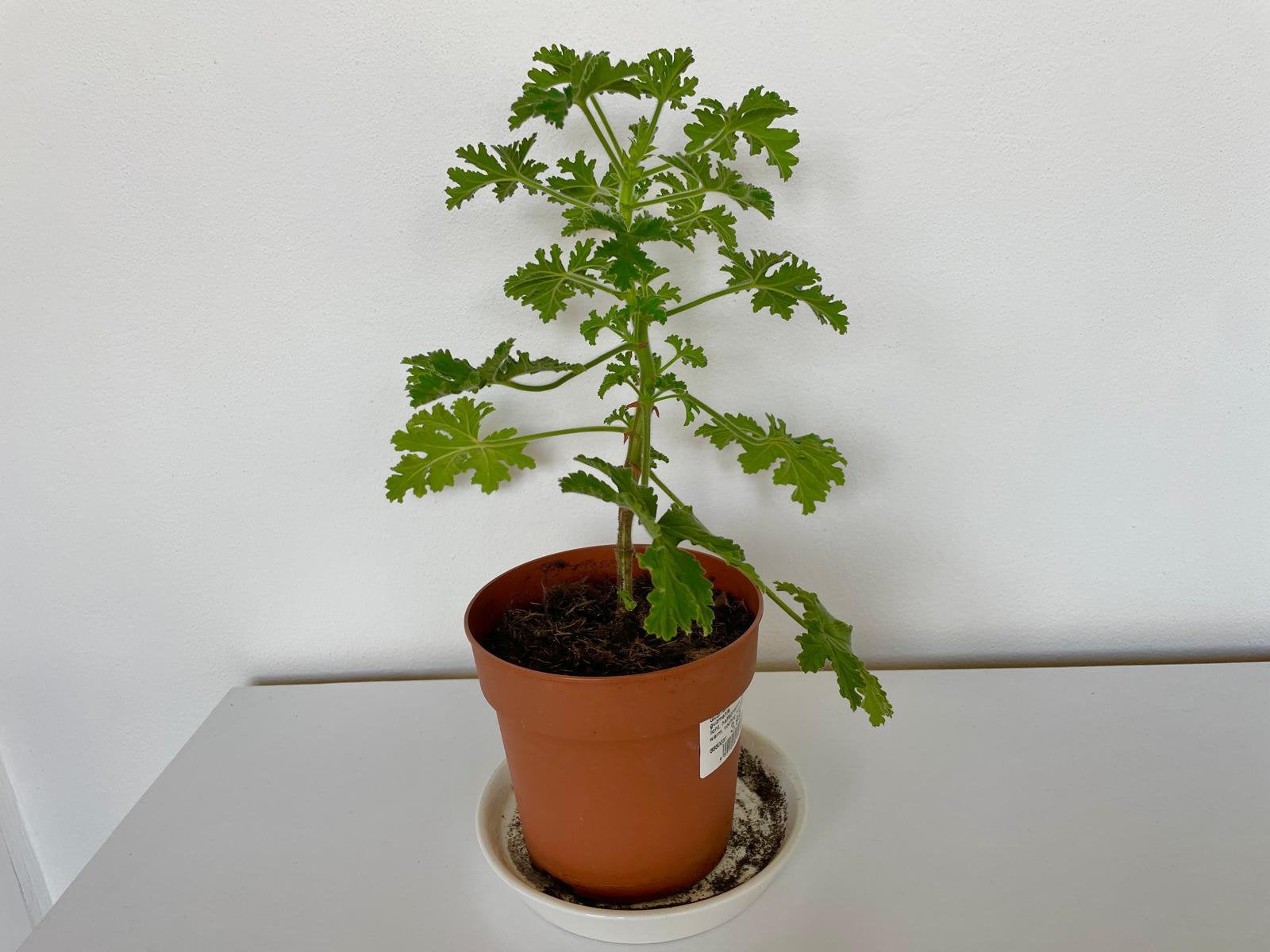Citroengeranium - kamerplant, Huis en Inrichting, Kamerplanten, Ophalen, Overige soorten, Halfschaduw, In pot