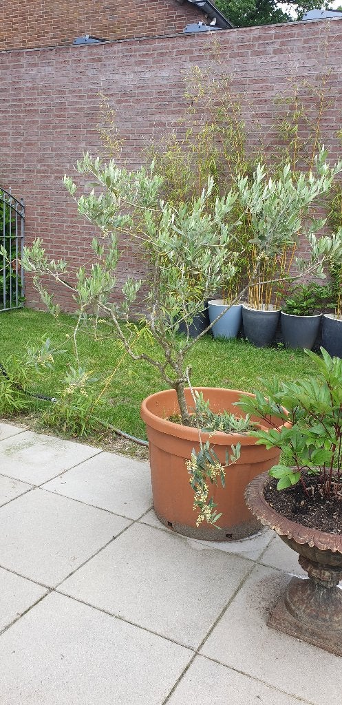 Olijfboom, Bloeit niet, 100 tot 250 cm, Olijfboom, Ophalen