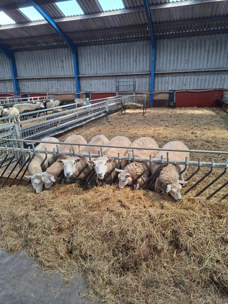 6 schapen /ooilammeren te koop, Dieren en Toebehoren, Schapen, Geiten en Varkens, Vrouwelijk, Schaap
