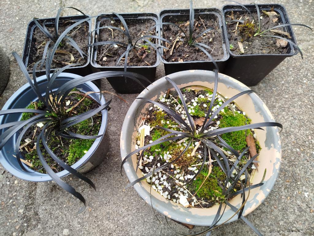 Zwart gras, Tuin en Terras, Planten | Tuinplanten, Ophalen, Siergrassen, Volle zon