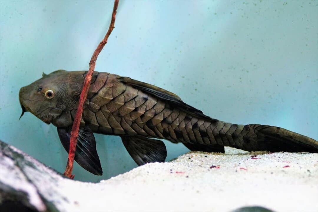 Zeldzame L152 pleco, Dieren en Toebehoren, Vis