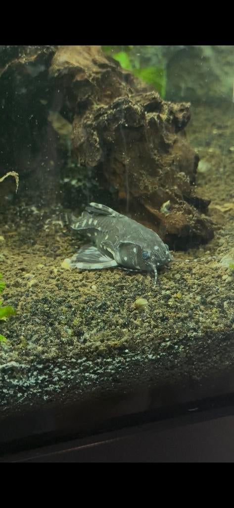 Gestipte meerval, Dieren en Toebehoren, Vissen | Aquariumvissen, Vis, Zoetwatervis, Schoolvis