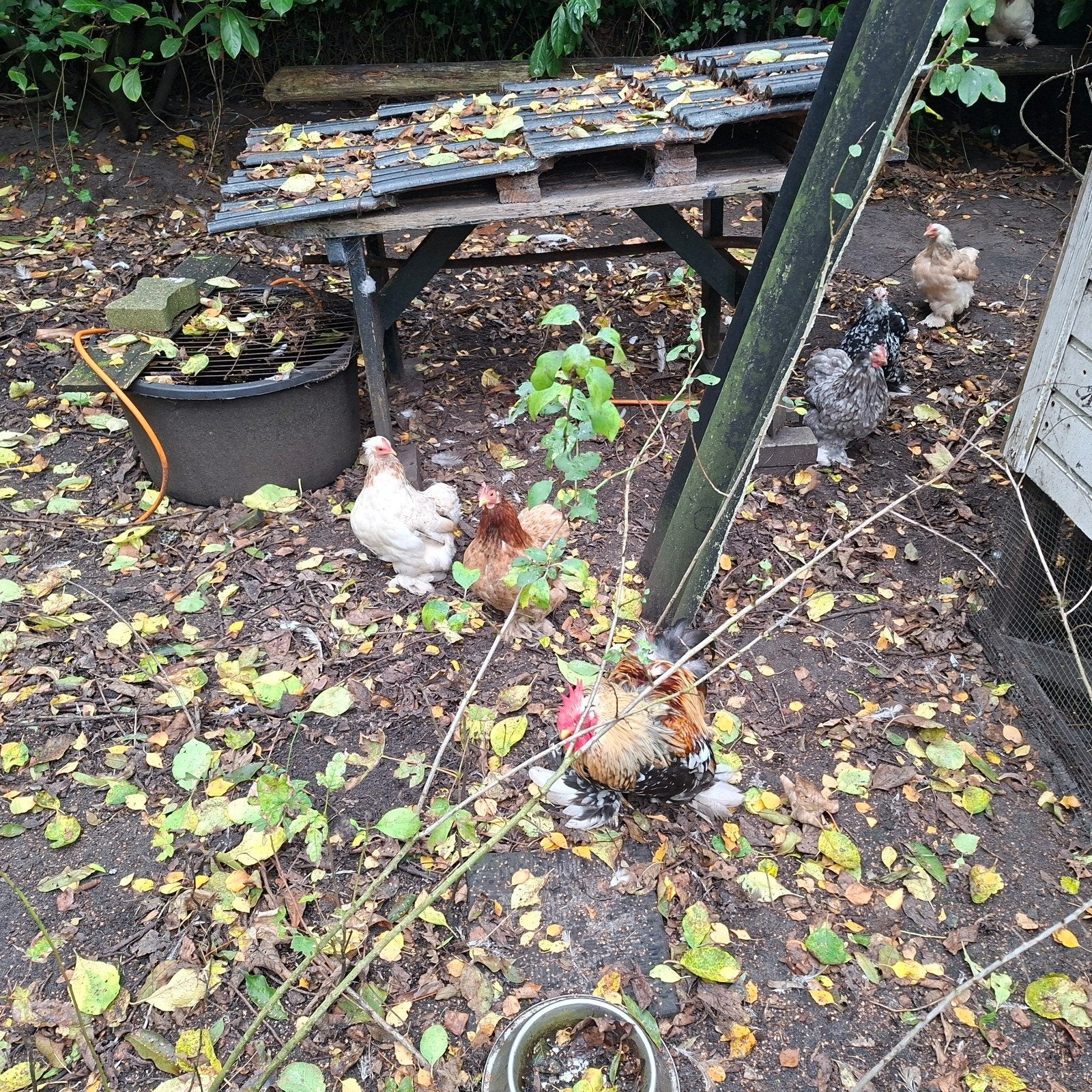 cochin kippen 1 zijdehoen en een haan, Meerdere dieren, Kip