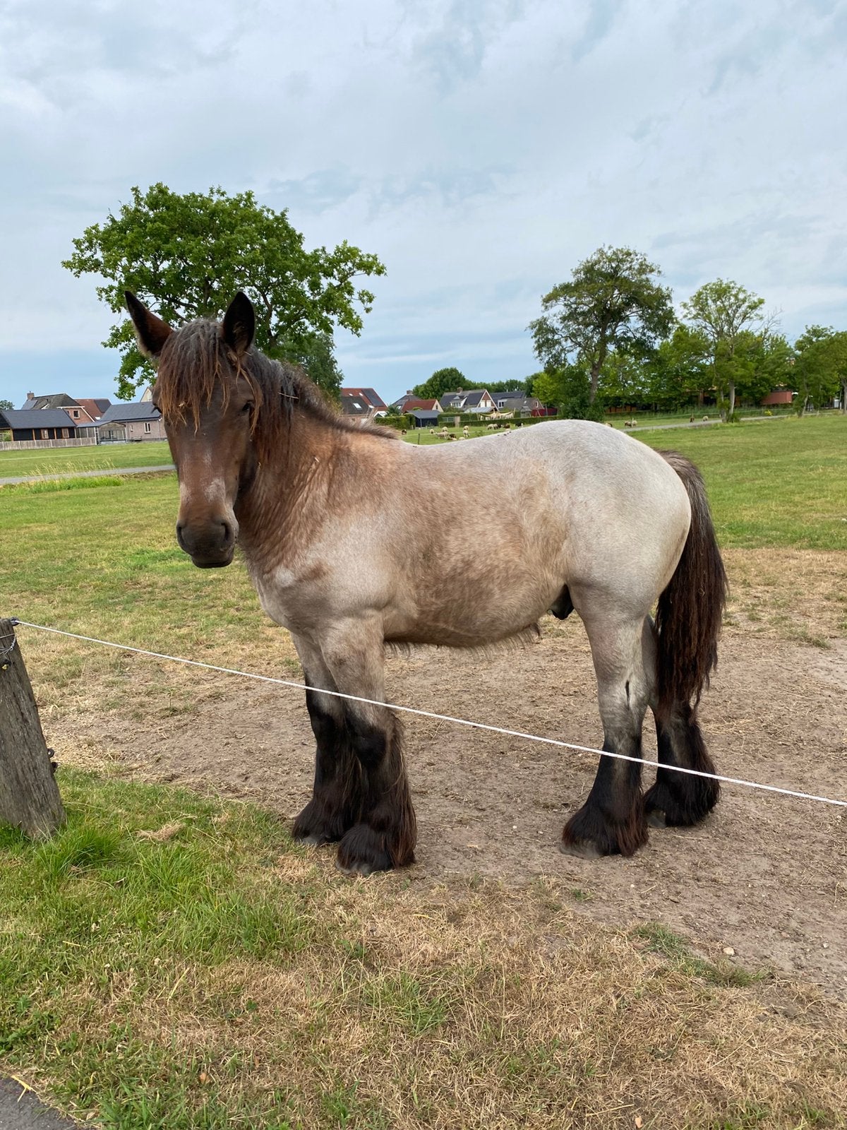 Trekpaard enter hengst, Met stamboom, Niet van toepassing, 0 tot 2 jaar, Hengst