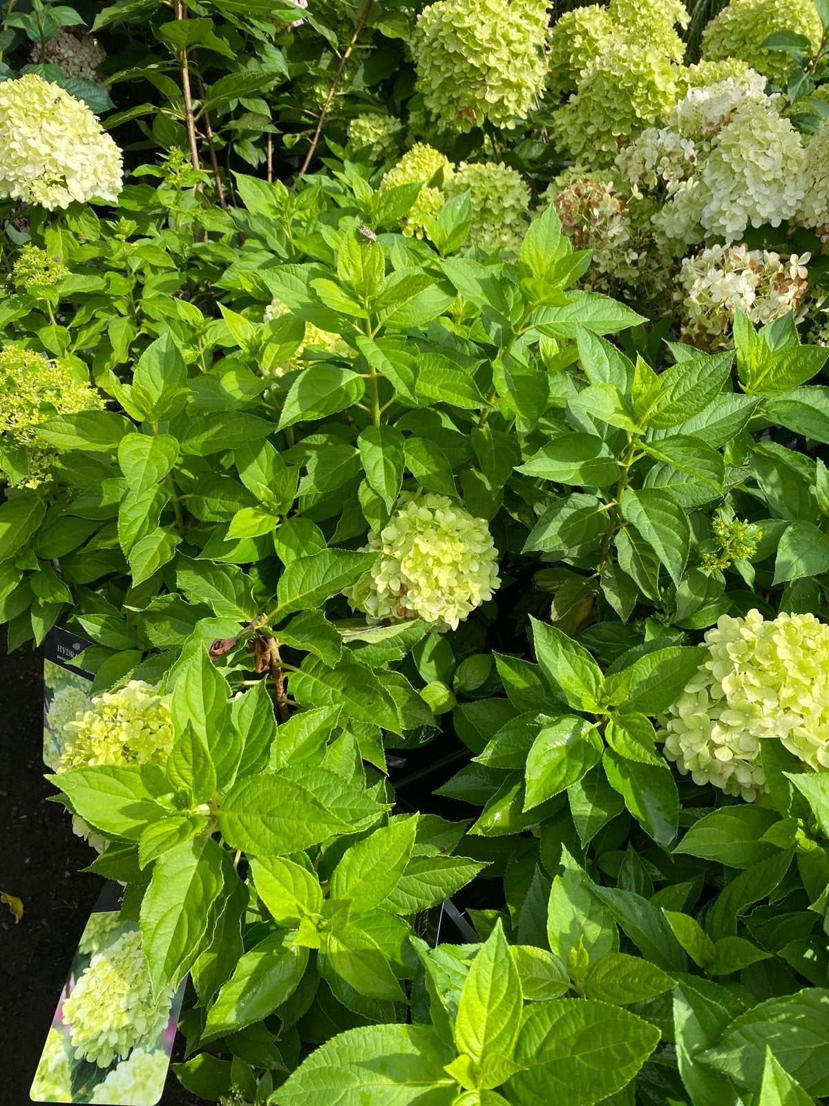 Hortensia Paniculata Little Spooky - Compacte Pluimhortensia, Tuin en Terras, Volle zon, Vaste plant, Zomer, Ophalen