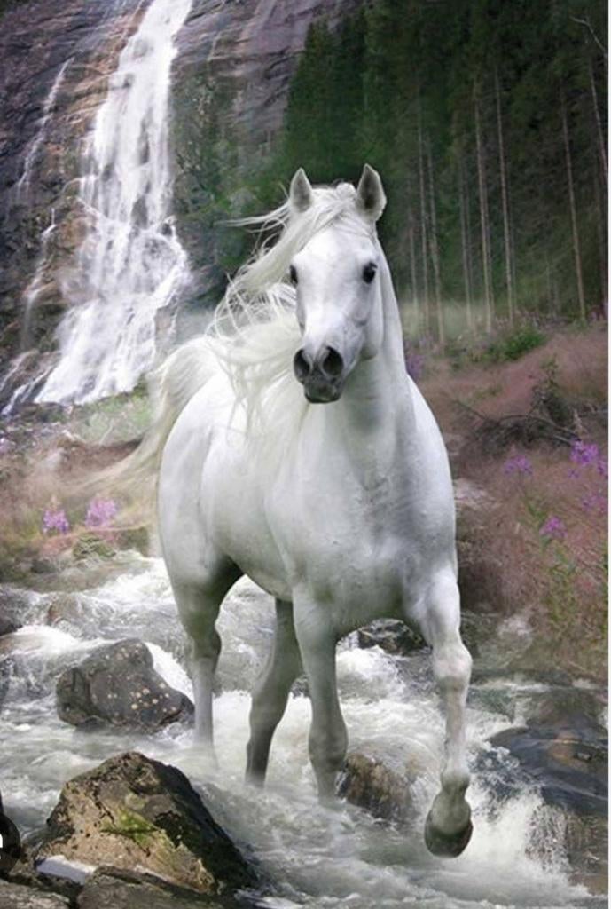 Gezocht weidegang en evt stalling, Dieren en Toebehoren, Stalling en Weidegang, Weidegang