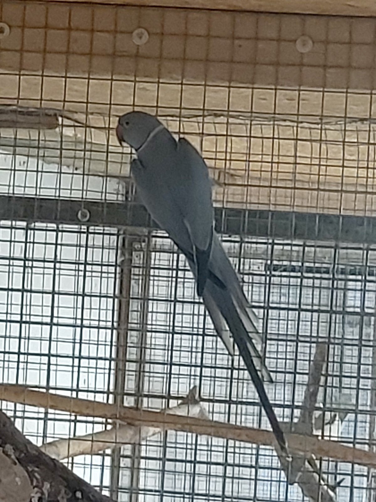 Bleekkop Rosella, Halsband, Dieren en Toebehoren, Meerdere dieren, Parkiet