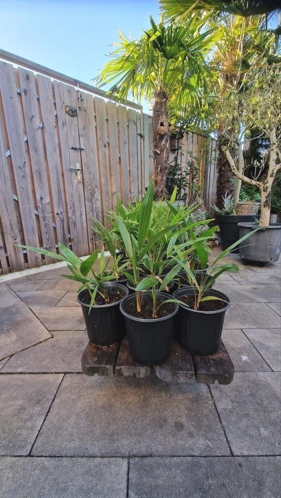 Palmboom Trachycarpus  Fortunei   2 STUKS VOOR 25€ !!, Ophalen of Verzenden, Vaste plant, Overige soorten, Halfschaduw