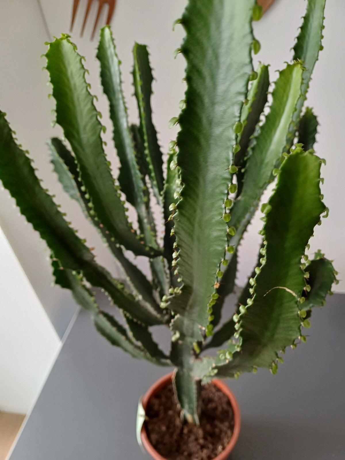 Euphorbia Ingens, Ophalen, Cactus, Halfschaduw, Minder dan 100 cm