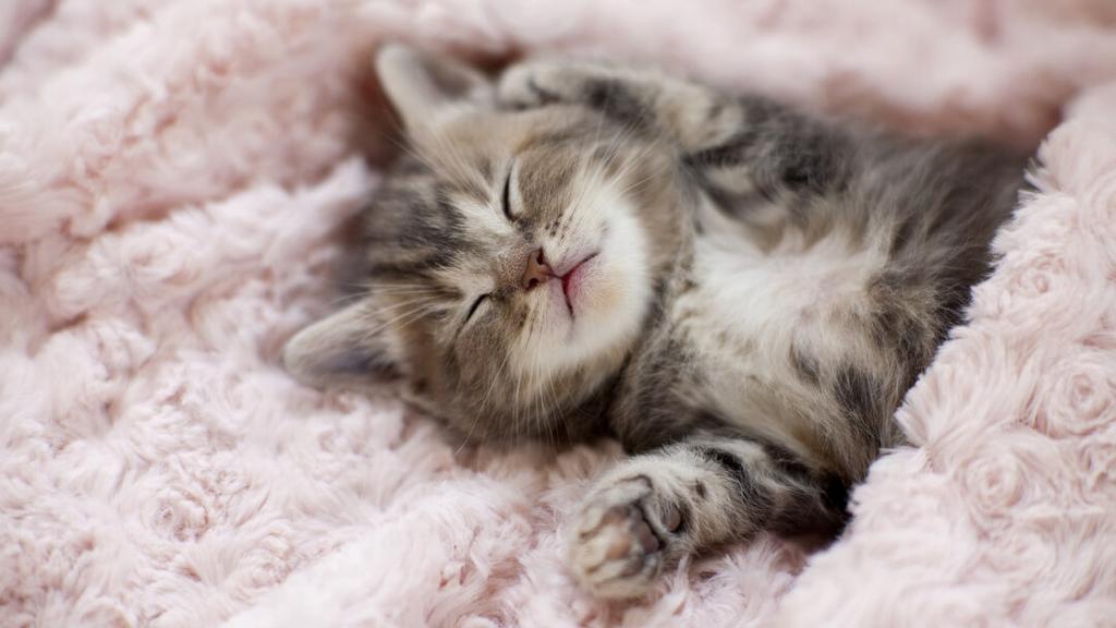 Kittens /kitten gezocht!!, Ophalen
