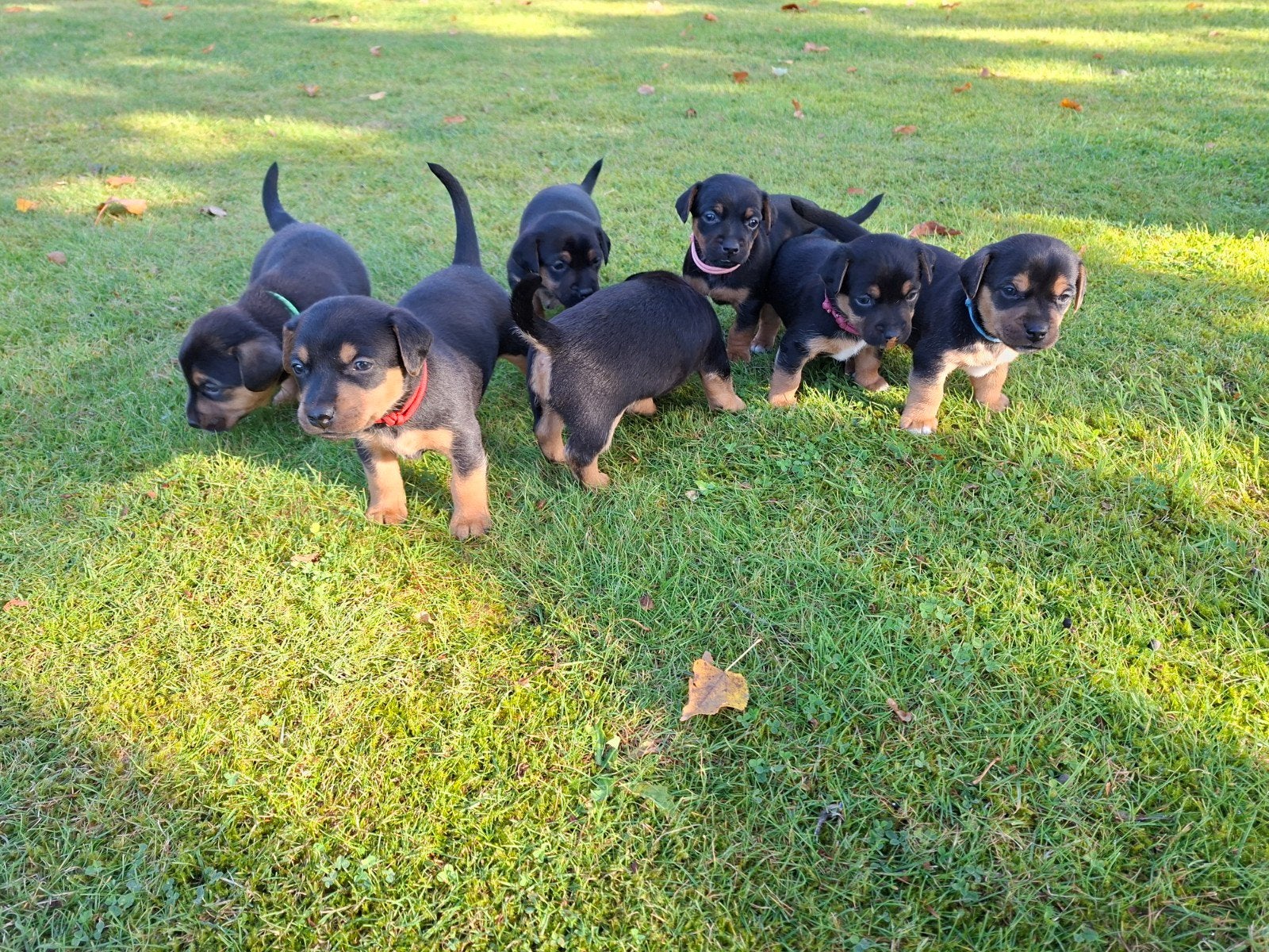 Jack russel black en tan pups, 8 tot 15 weken, Korthaar, Dwerg, Meerdere