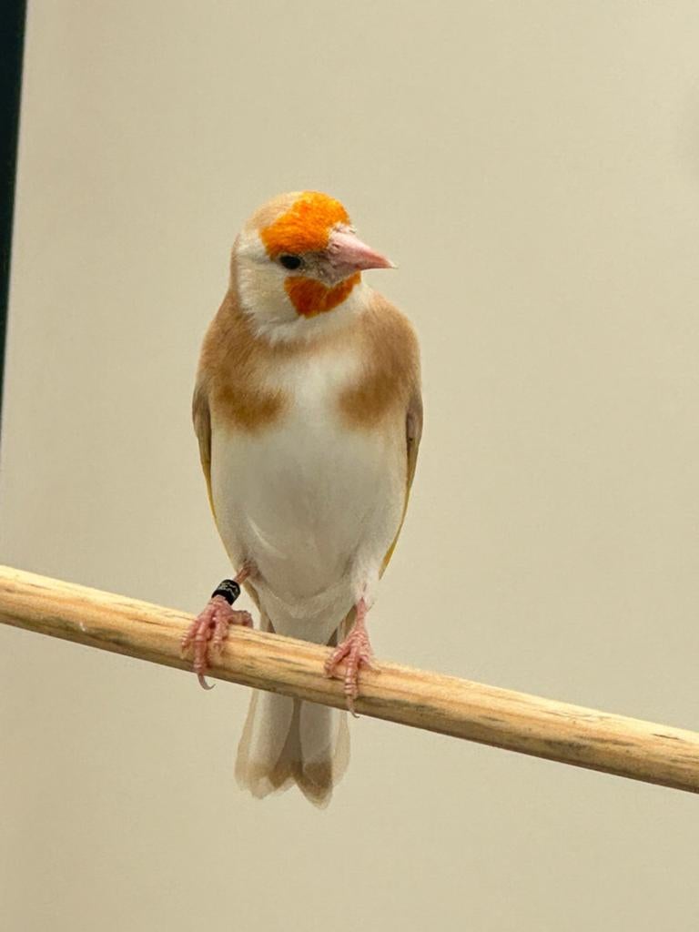Gezocht Bruinpastel / Bruin Parva Putter Man, Mannelijk, Wildzangvogel