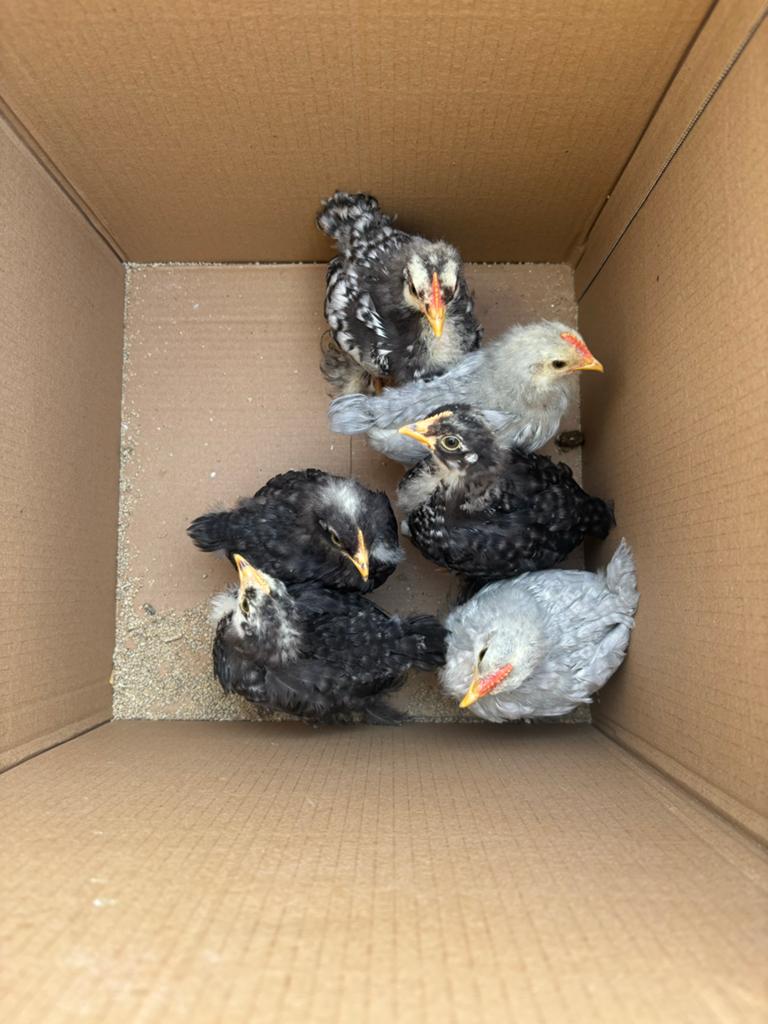 Cochin haantjes 5 weken, Dieren en Toebehoren, Mannelijk, Kip