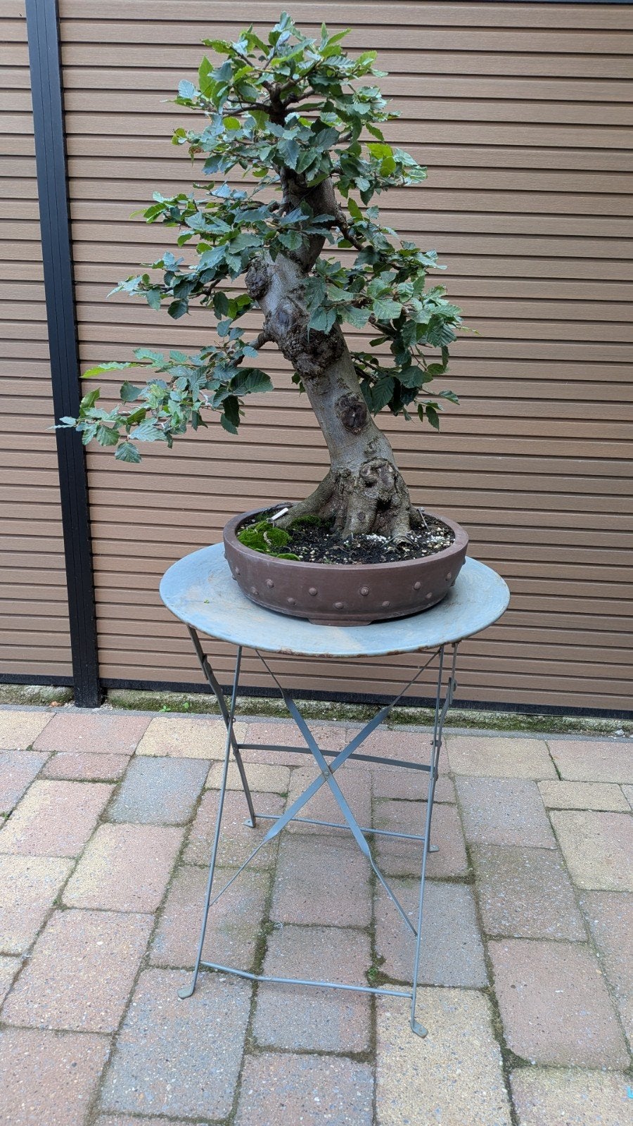 bonsai haagbeuk, Ophalen, Bloeit niet, Halfschaduw, Overige soorten