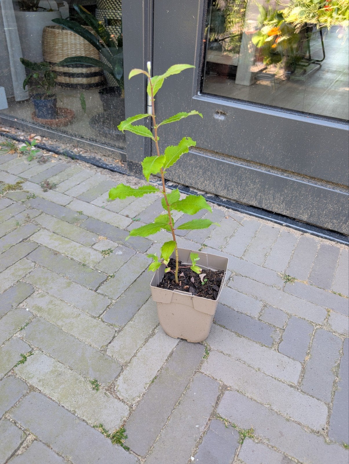 Iedere tuin een boom! Boswilg - Salix caprea, Tuin en Terras, Planten | Bomen, Ophalen, Volle zon, Overige soorten