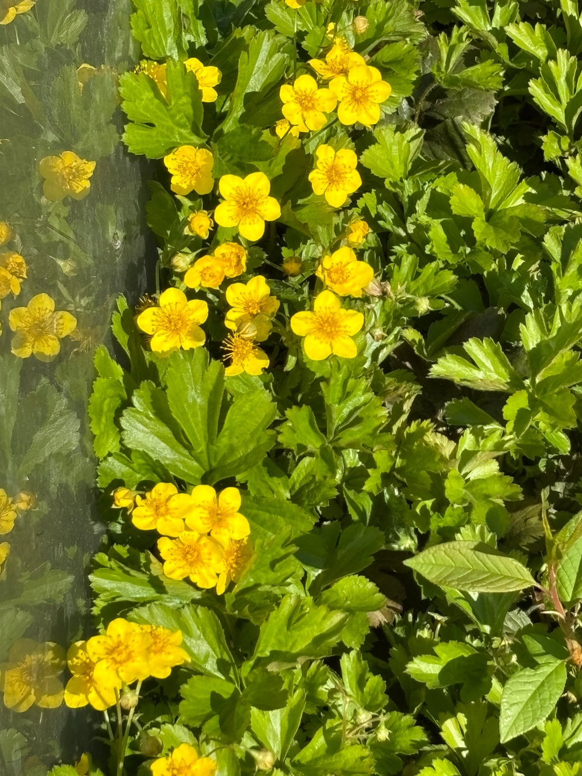 Goudaardbei Waldsteinia Ternata, Tuin en Terras, Ophalen of Verzenden, Halfschaduw