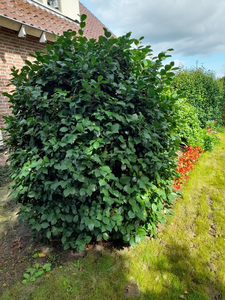 Tuinpland comelia japanse roos, Tuin en Terras, Vaste plant, Halfschaduw, Lente, Ophalen