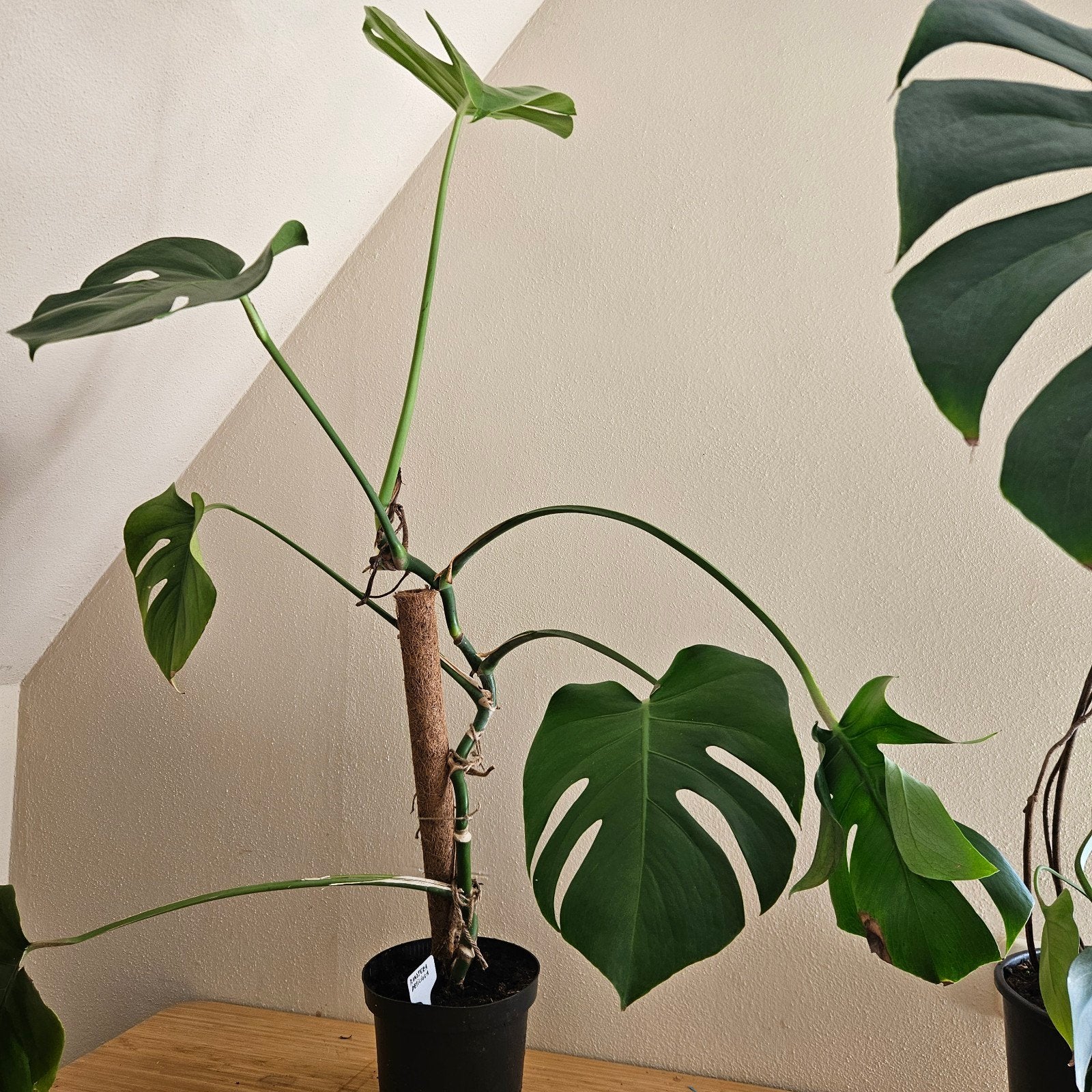 Monstera Deliciosa - half meter hoog, pot 20 cm, Ophalen