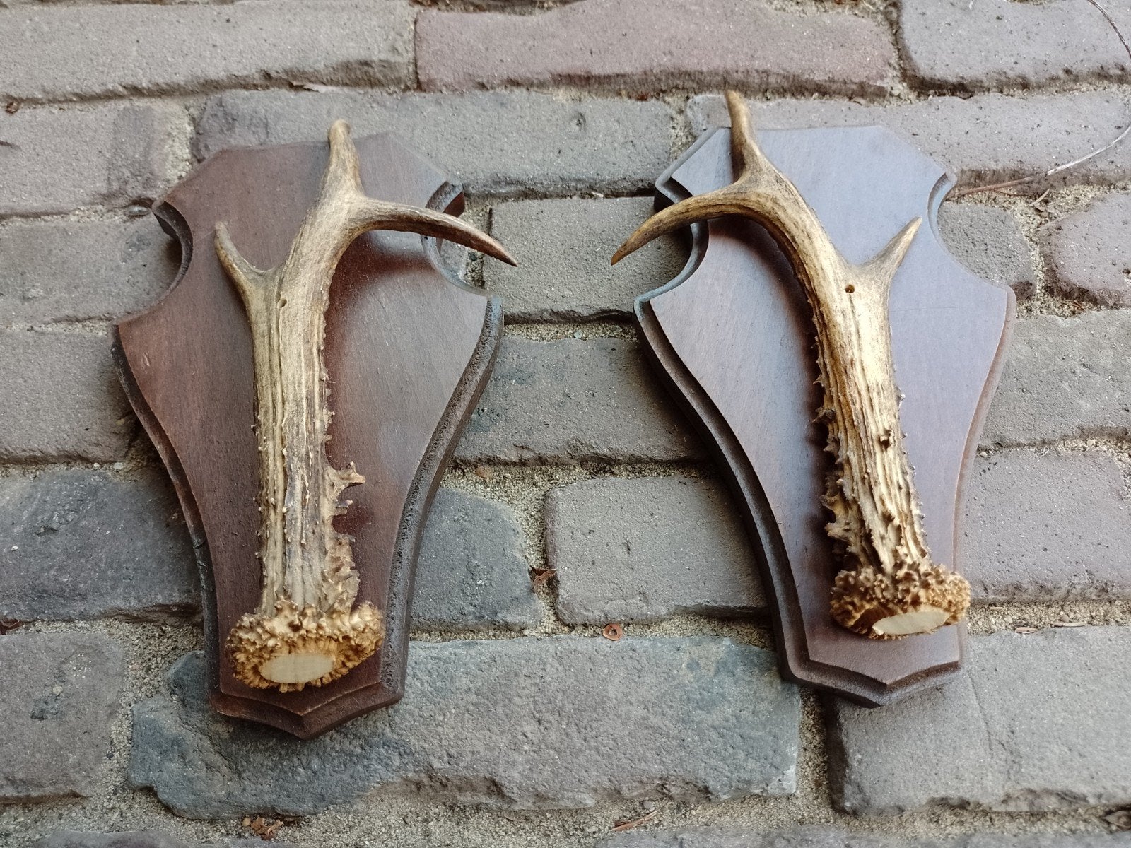 Set stangetjes gewei op houten schild reebok ree landelijk, Ophalen of Verzenden, Hert, Gewei of Kop