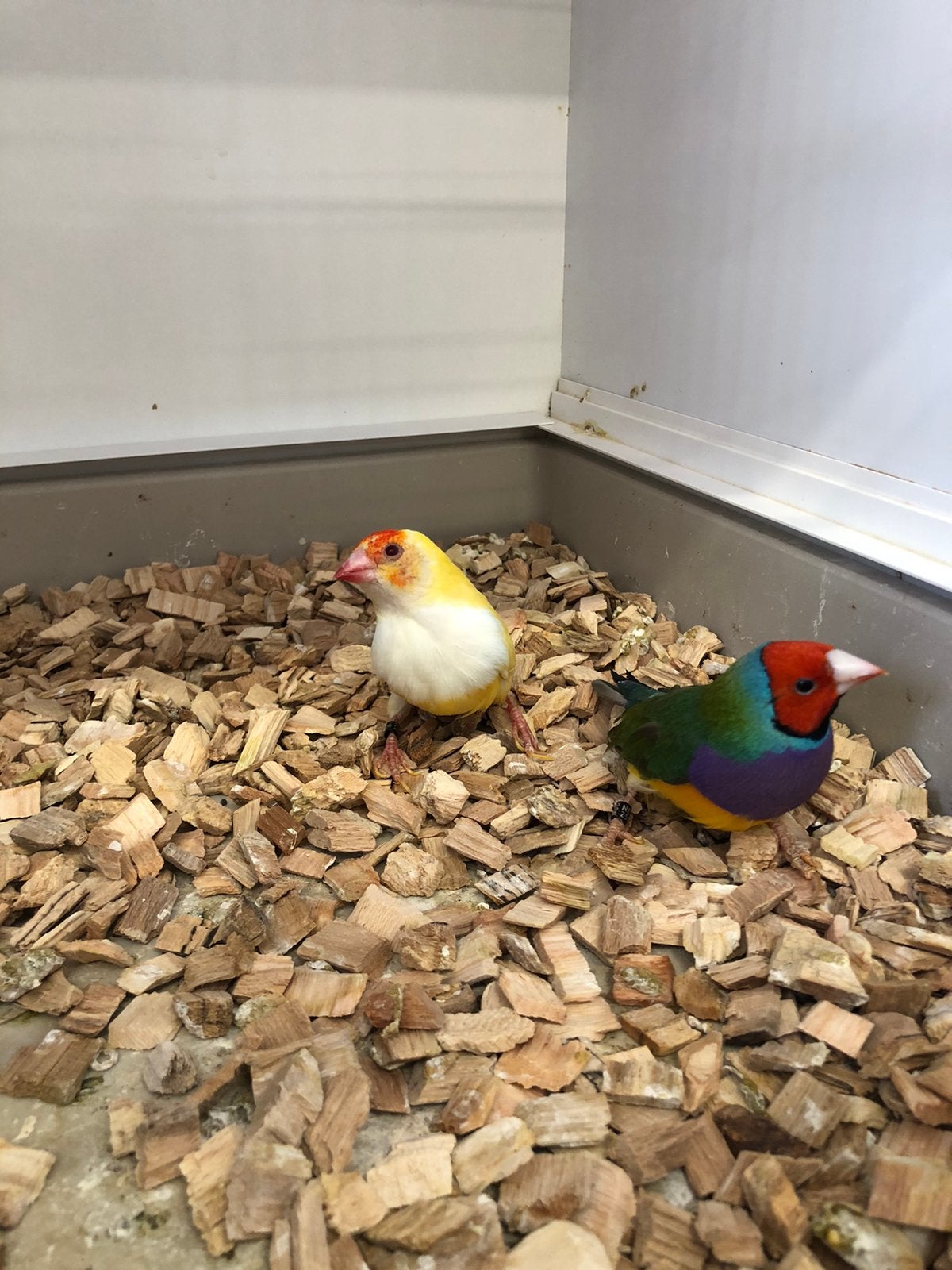 1x1 gouldsamadines, Dieren en Toebehoren, Vogels | Overige Vogels, Meerdere dieren