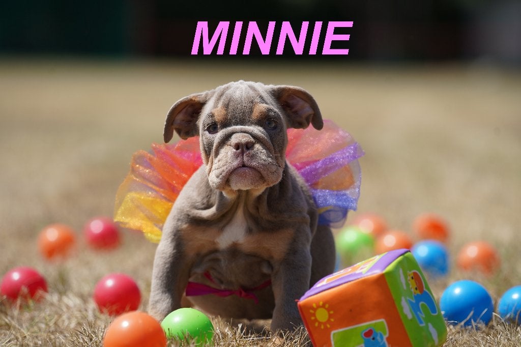 Prachtige en gezonde Engelse Bulldog puppy', 8 tot 15 weken, Buitenland, Parvo, Bulldog