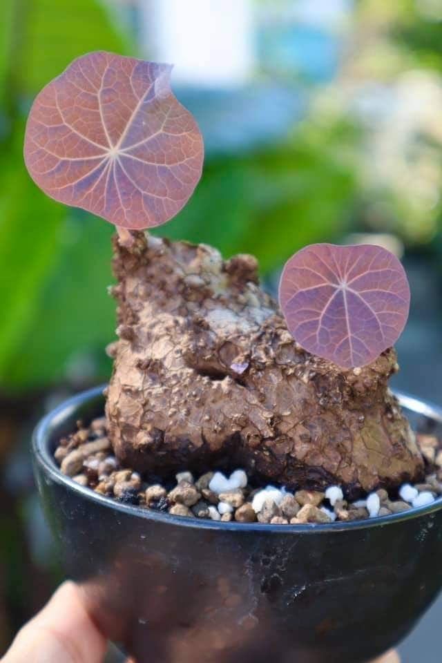 Caudex Stephania kaweesakii potmaat 12 cm, Overige soorten, In pot, Minder dan 100 cm, Bloeiende kamerplant