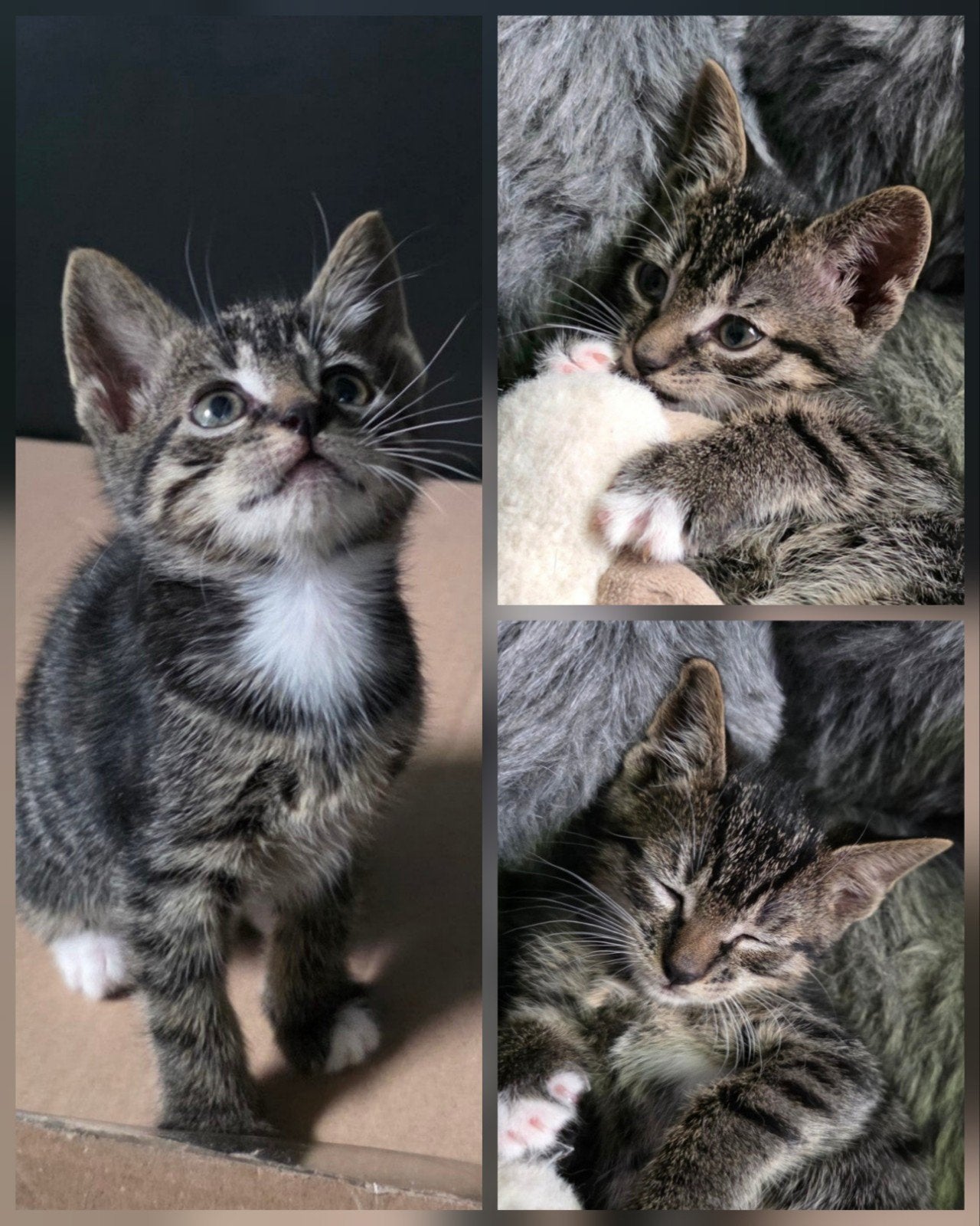 Lief kitten is op zoek naar een nieuw huisje...‍‍ 🐈‍⬛, Dieren en Toebehoren, Katten en Kittens | Overige Katten, Poes, Kortharig