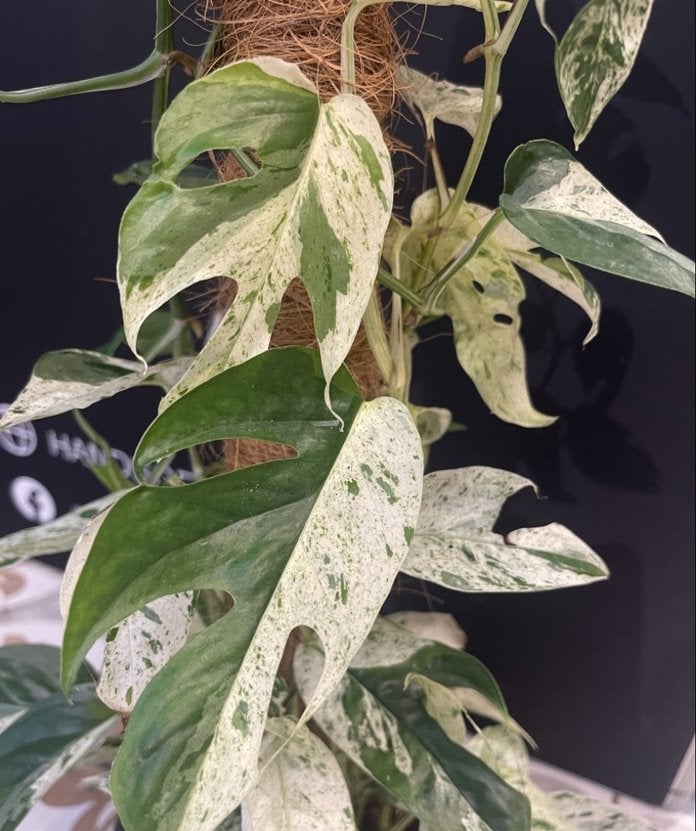 Epipremnum pinnatum marble king variegata bladstekken, Ophalen of Verzenden, Halfschaduw, Minder dan 100 cm