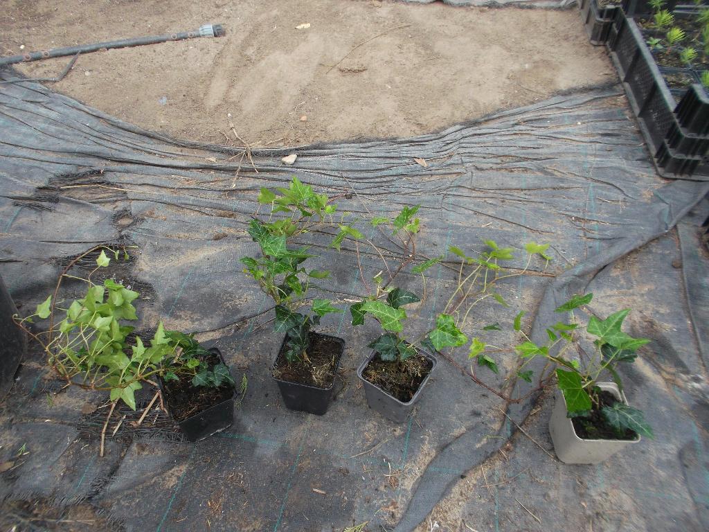 Te koop Hedera helex klimop, Ophalen, Vaste plant, Bloeit niet, Halfschaduw