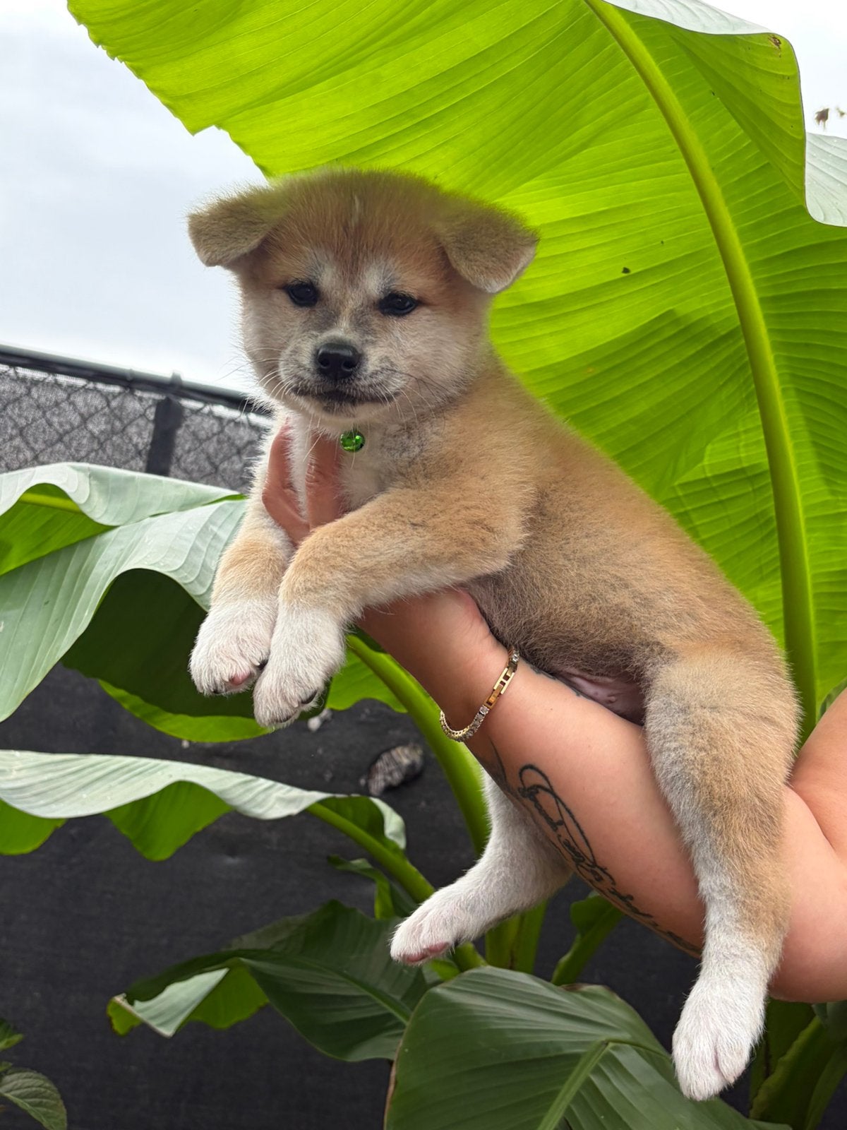 Akita pups, Dieren en Toebehoren, België, Fokker | Hobbymatig, Overige rassen, 8 tot 15 weken