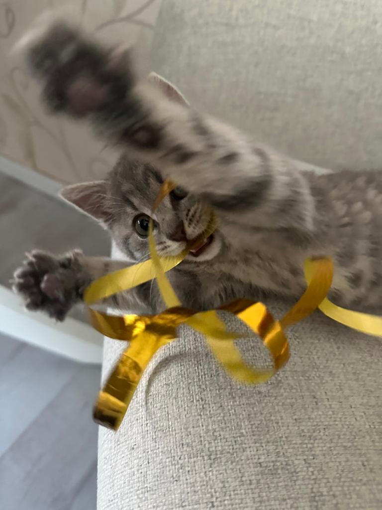 britse korthaar kitten, Poes, Kortharig, 0 tot 2 jaar