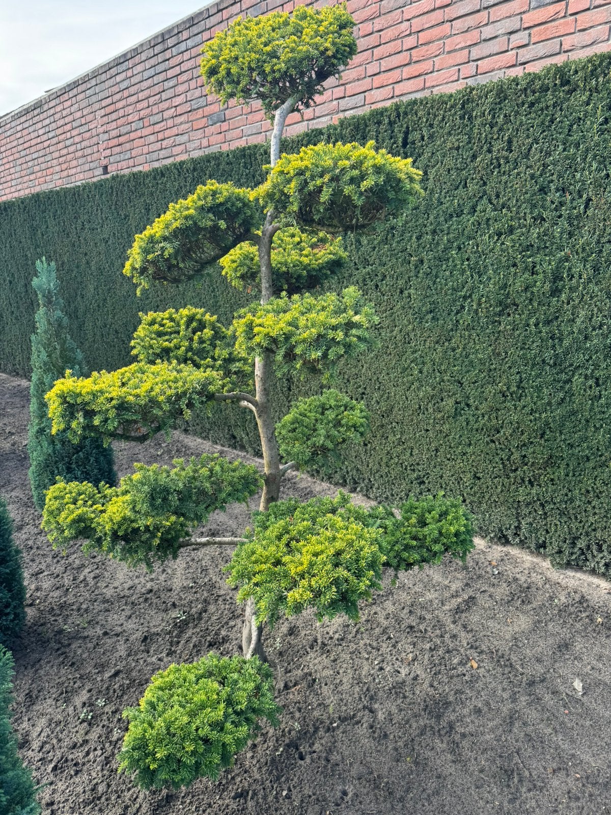 Te koop taxus baccata summergold., Ophalen, Bloeit niet, Halfschaduw, Overige soorten