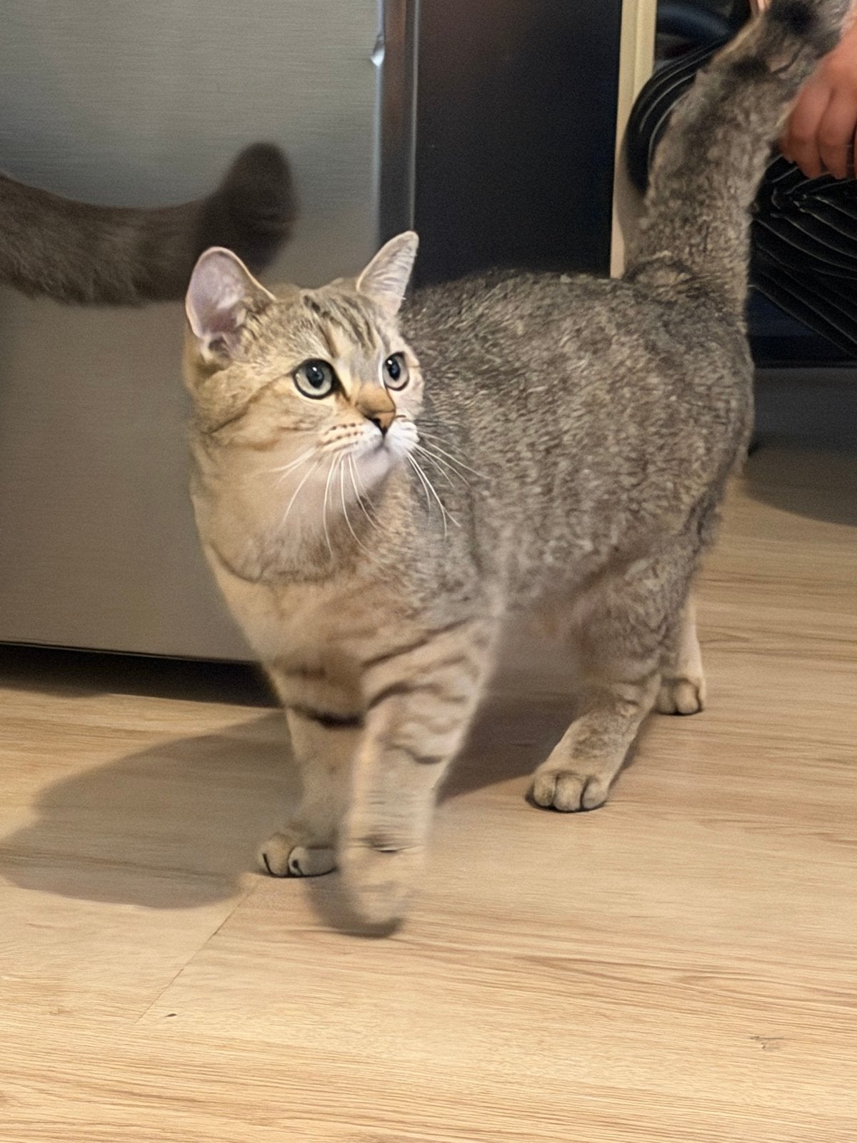 Prachtige Britse Korthaar poes zoekt een  nieuw thuis, Meerdere dieren