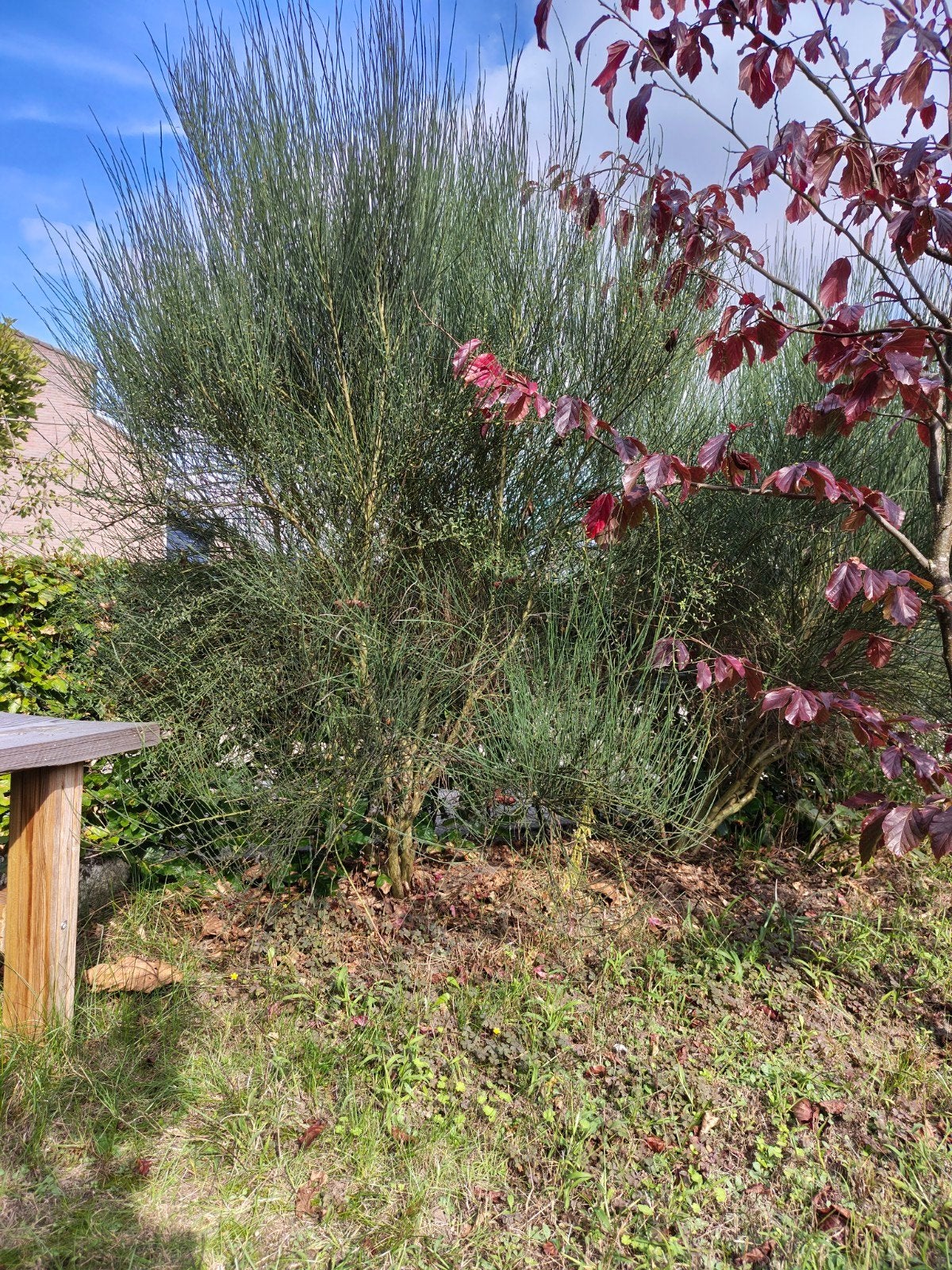 Twee Brem struiken: Moyclare Pink & Lena (oranje), 1m hoog, Tuin en Terras, Volle zon, Vaste plant, Lente, Ophalen