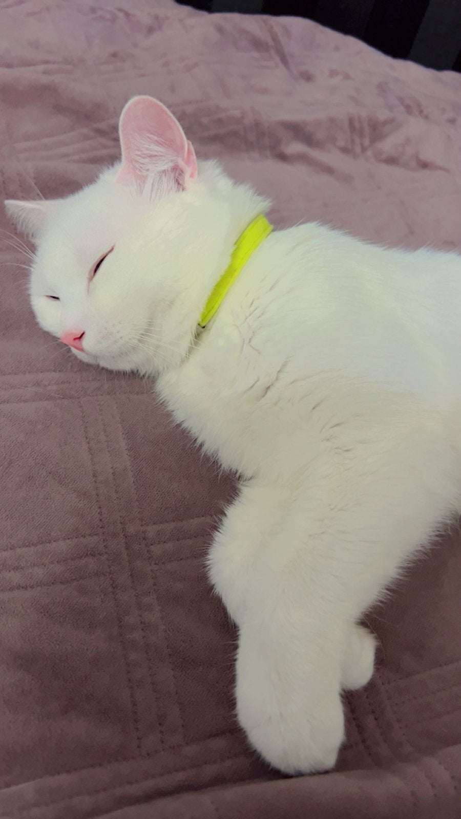 Brits korthaar/ Turksangora, Dieren en Toebehoren, Katten en Kittens | Raskatten | Korthaar, Kater, Ontwormd, 0 tot 2 jaar